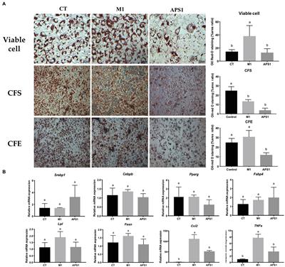 Investigating the Mechanistic Differences of Obesity-Inducing Lactobacillus kefiranofaciens M1 and Anti-obesity Lactobacillus mali APS1 by Microbolomics and Metabolomics